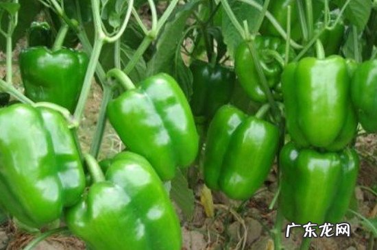 青椒包饺子用焯水吗