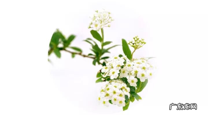 树木都有哪些种类 树木种类大全名称