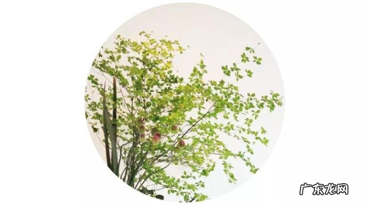 树木都有哪些种类 树木种类大全名称