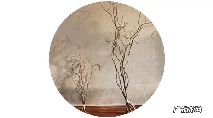 树木都有哪些种类 树木种类大全名称