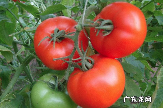 桃和西红柿可以一起吃吗