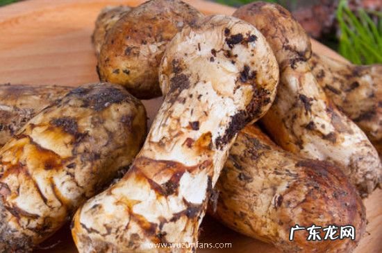 开伞的松茸可以吃吗