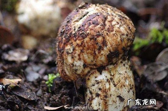 开伞的松茸可以吃吗