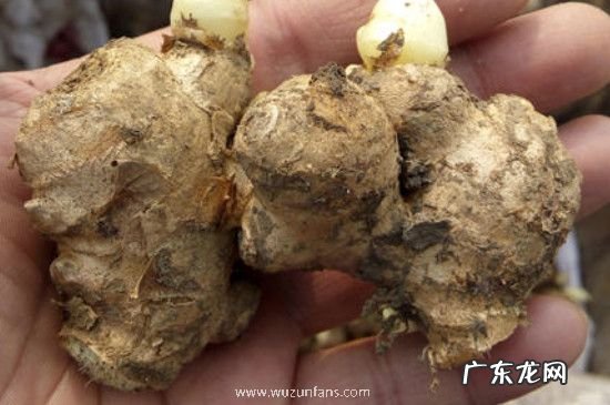 新鲜带泥生姜如何保存