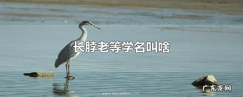 长脖老等学名叫啥