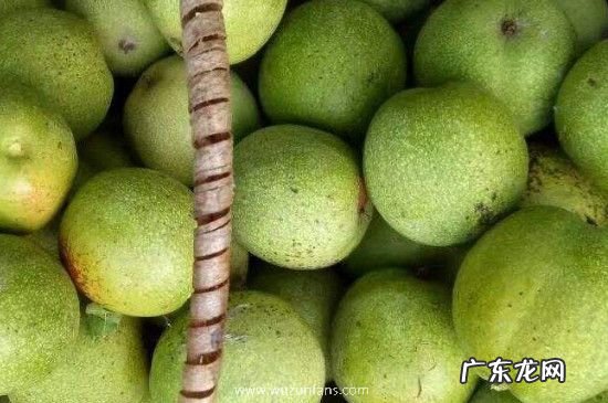 青皮核桃的汁弄在手上洗不掉怎么办