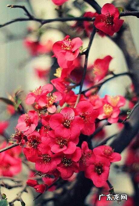 帝子乘风下翠微中的弟子是指 帝子乘风下翠微中的帝子是指谁