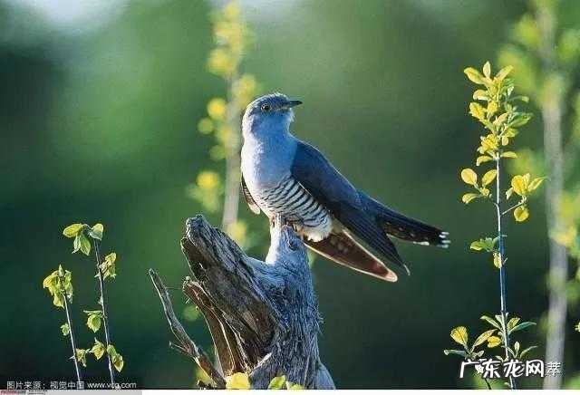 帝子乘风下翠微中的弟子是指 帝子乘风下翠微中的帝子是指谁