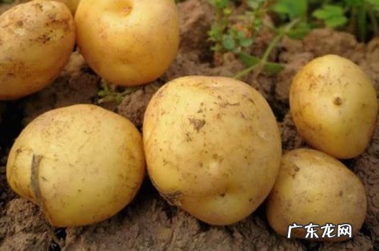 鸡蛋可以和土豆一起吃吗