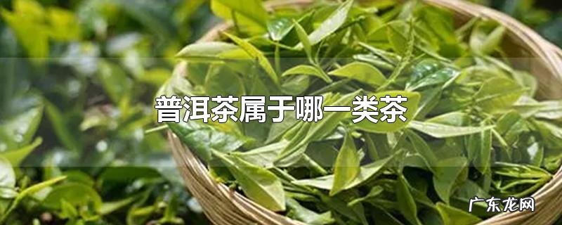 普洱茶属于哪一类茶
