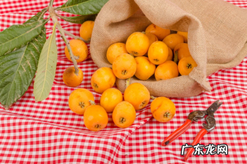 枇杷常温保存还是冷藏枇杷可以存放多长时间