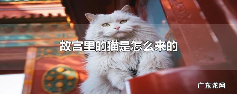 故宫里的猫是怎么来的