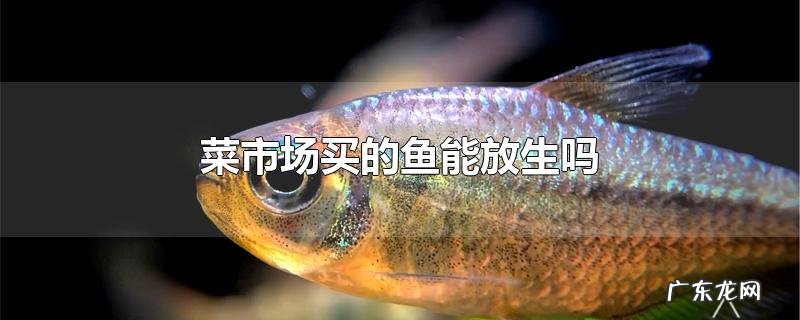 菜市场买的鱼能放生吗