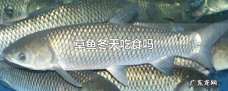 草鱼冬天吃食吗
