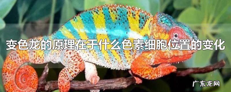 变色龙的原理在于什么色素细胞位置的变化