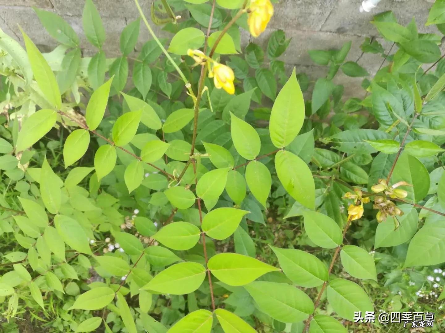 野决明和决明的区别