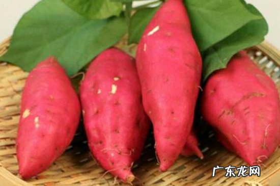 柿子不能和什么食物一起吃