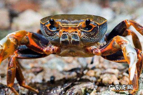 柿子可以和螃蟹一起吃吗