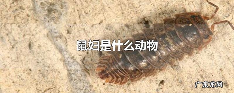 鼠妇是什么动物