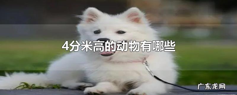 4分米高的动物有哪些