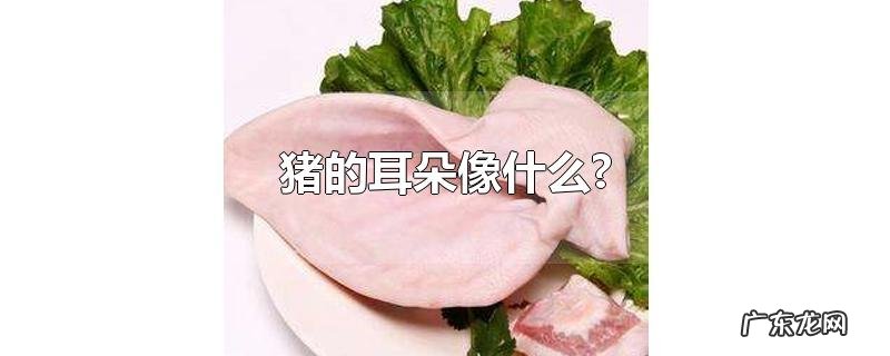 猪的耳朵像什么?