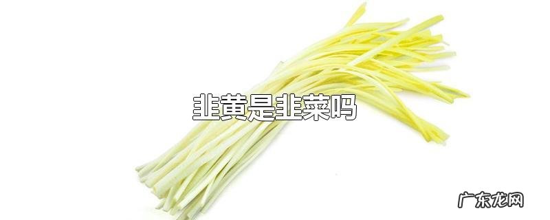 韭黄是韭菜吗