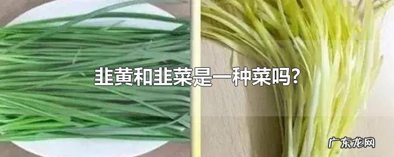 韭黄和韭菜是一种菜吗?
