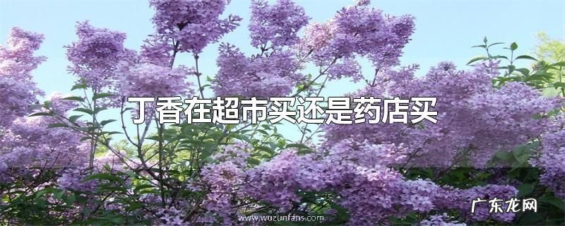 丁香在超市买还是药店买