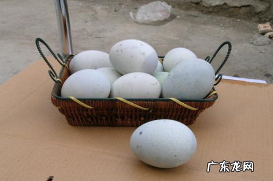 皮蛋可以放多久