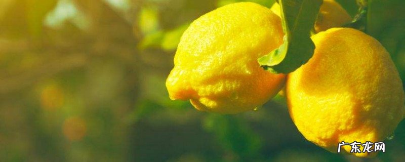 柠檬可以和绿茶一起泡吗