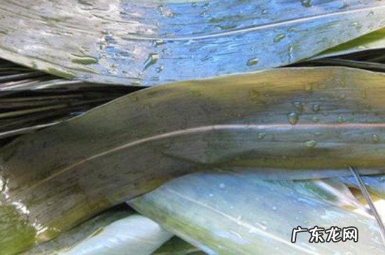 粽叶怎么处理才不会粘米