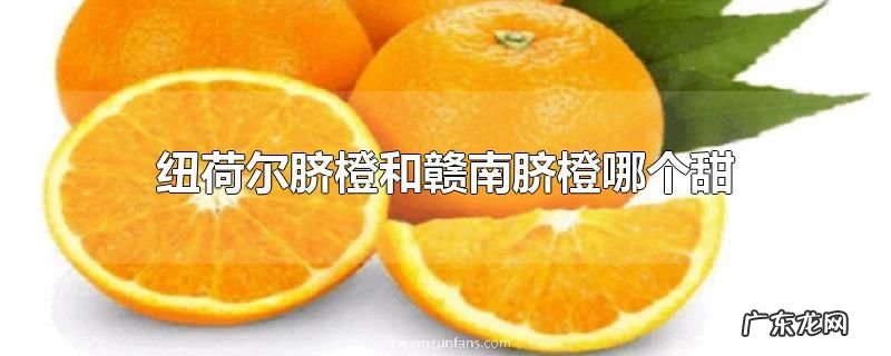 纽荷尔脐橙和赣南脐橙哪个甜