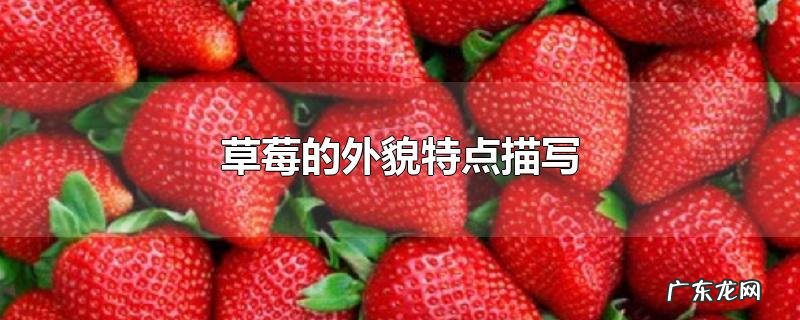 草莓的外貌特点描写