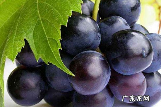 桃子可以和葡萄一起吃吗