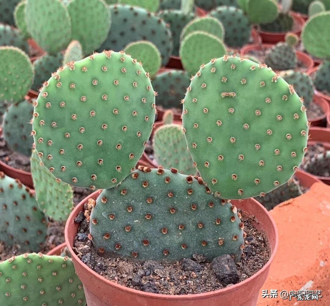 仙人球原产 仙人掌原产于哪里