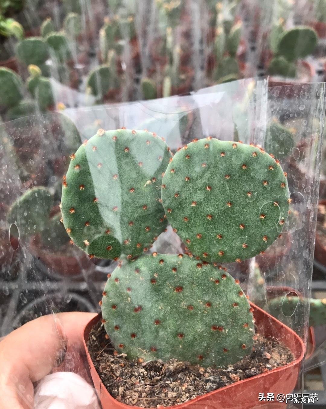 仙人球原产 仙人掌原产于哪里