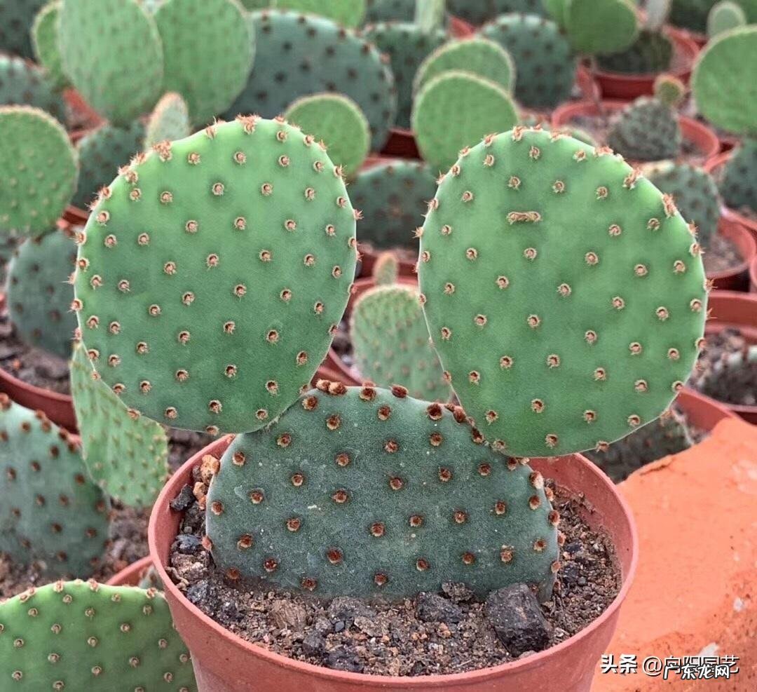 仙人球原产 仙人掌原产于哪里