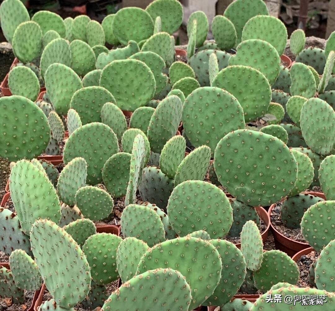 仙人球原产 仙人掌原产于哪里