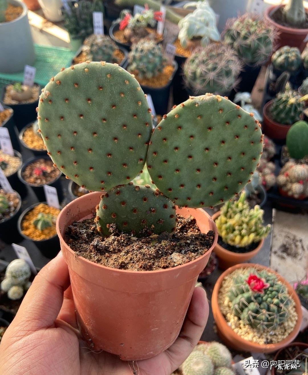 仙人球原产 仙人掌原产于哪里