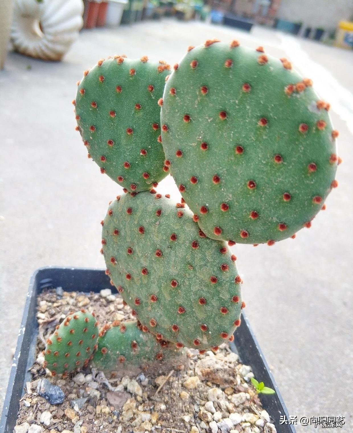 仙人球原产 仙人掌原产于哪里