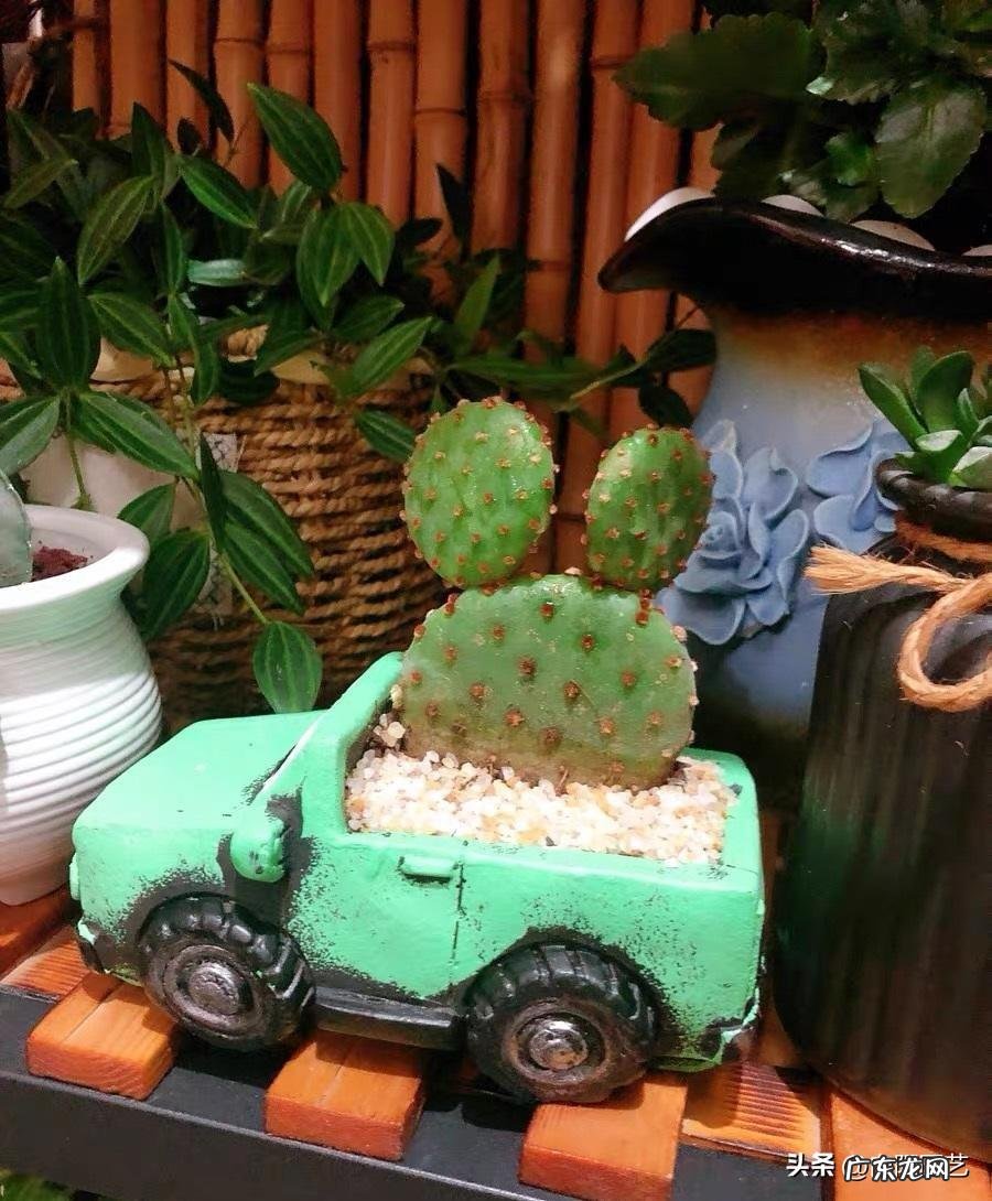 仙人球原产 仙人掌原产于哪里