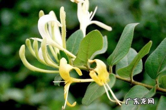 金银花叶子煮水的功效