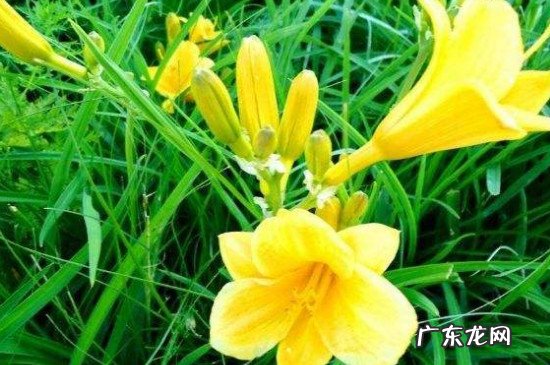 新鲜黄花菜有毒吗?怎么吃