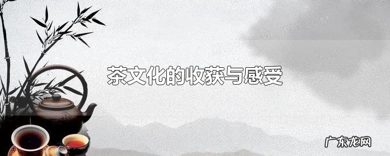 茶文化的收获与感受