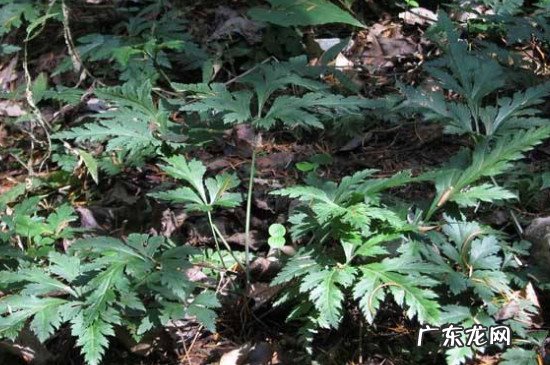 黄连泡水一天喝几次