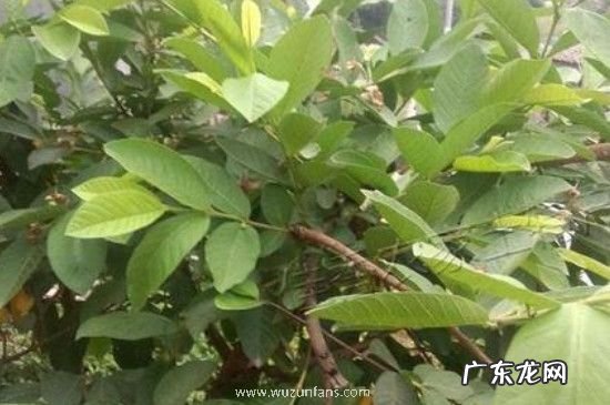 番石榴叶子煮水的功效