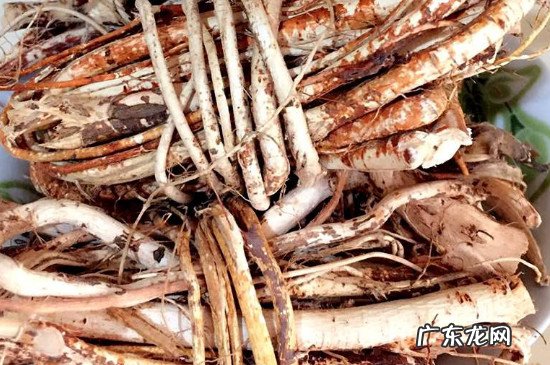 五指毛桃泡酒有什么功效