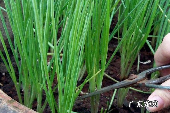 小葱叶有白点能吃吗