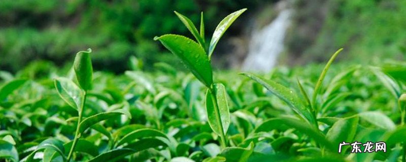 福建安溪茗茶是什么