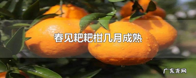 春见耙耙柑几月成熟